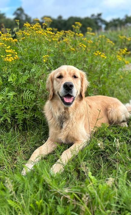 Bruno im Feld